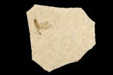 Fossil March Fly (Plecia) - Green River Formation #154427-1